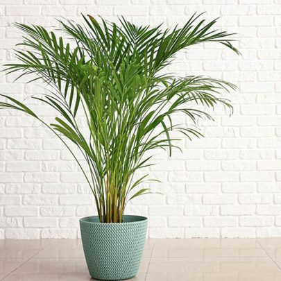 Areca Palm