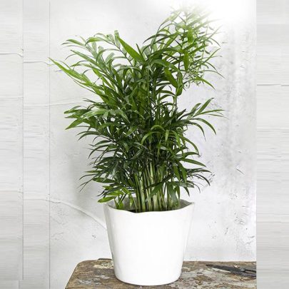 Bamboo Palm