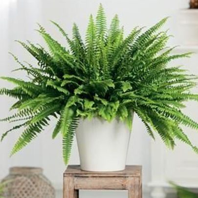 Boston Fern