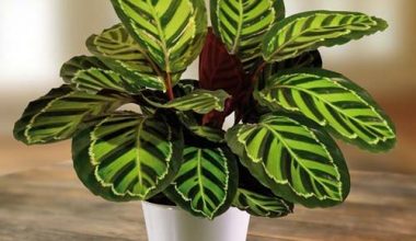 Calathea rosea 60cm