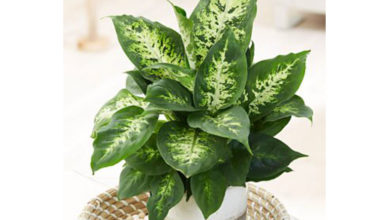 Dieffenbachia Compacta