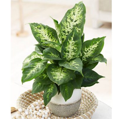 Dieffenbachia Compacta
