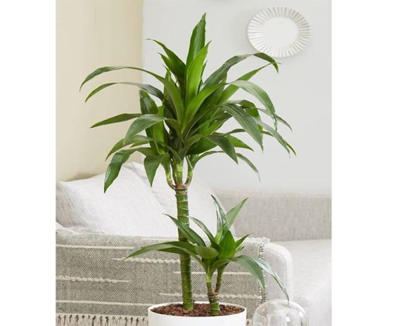 Dracaena Janet Craig