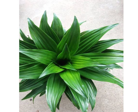 Dracaena Janet Craig - Image 2
