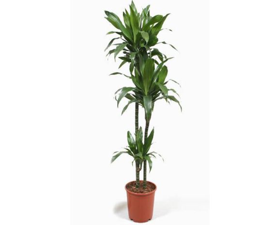 Dracaena Janet Craig - Image 3