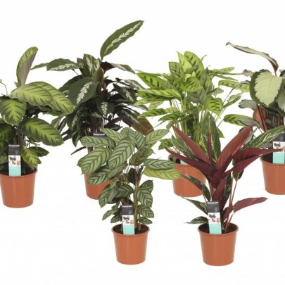 Calathea mix 30cm ht