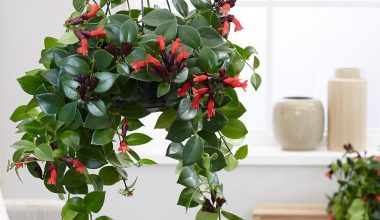 Aeschayanthus ( Hanging )