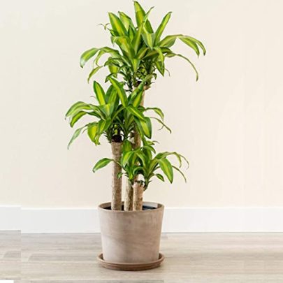Dracaena Warneckii
