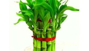 Dracaena lucky bamboo 2 Level