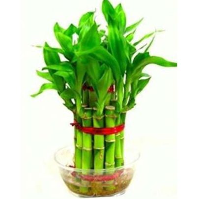 Dracaena lucky bamboo 2 Level