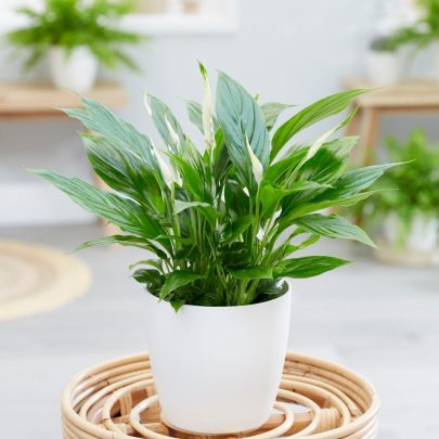 Peace Lily