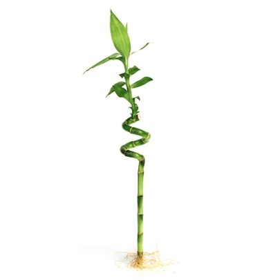 Lucky Bamboo single steam
