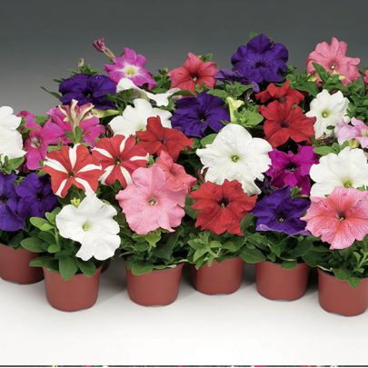 Petunia
