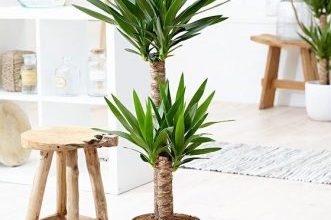 Yucca Indoor 3pp