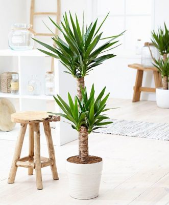 Yucca Indoor 3pp
