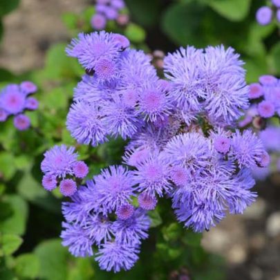 AGERATO NANO BLU (FLOSS FLOWER) SEEDS