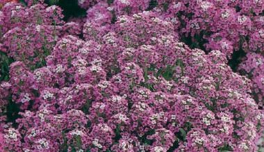 ALISSO NANO VIOLETTO SEEDS