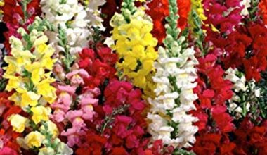 ANTIRRHINUM MAJUS MAXIMA SEEDS