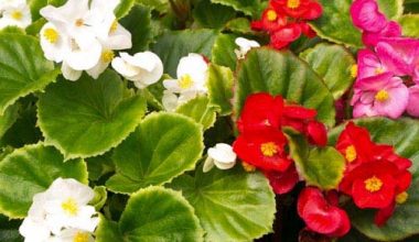 BEGONIA SEMPERFLORENS SEEDS