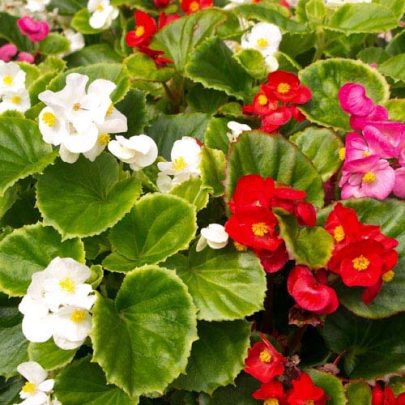 BEGONIA SEMPERFLORENS SEEDS