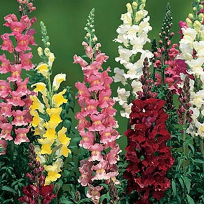 BIG FLOWER SNAPDRAGON SEEDS