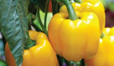 CAPSICUM YELLOW SEEDS