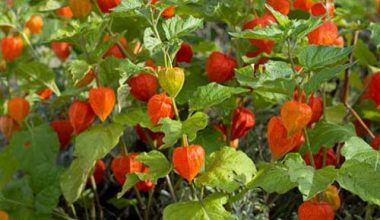 CHINESE LANTERN (PHYSALIS ALKEKENGI) SEEDS