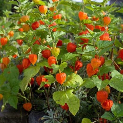 CHINESE LANTERN (PHYSALIS ALKEKENGI) SEEDS
