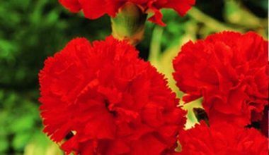CLAVEL CHABAUD DOUBLE ROJO SEEDS