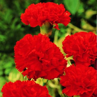 CLAVEL CHABAUD DOUBLE ROJO SEEDS