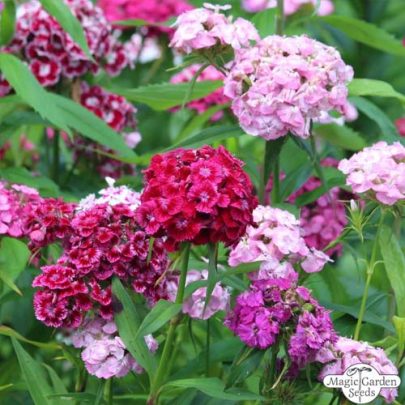 CLAVEL RAMILLETE - DIANTHUS BARBATUS SEEDS