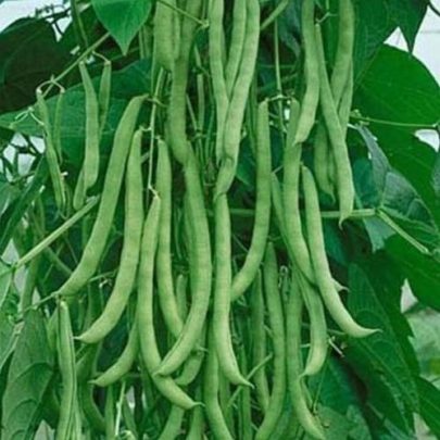 CLIMBING BEAN SEEDS