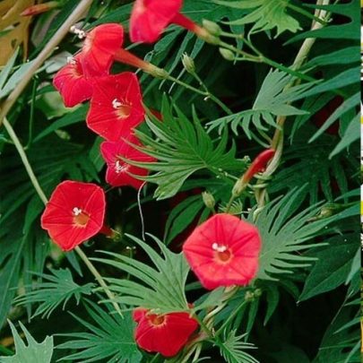 CLIMBING IPOMEA RED SEEDS
