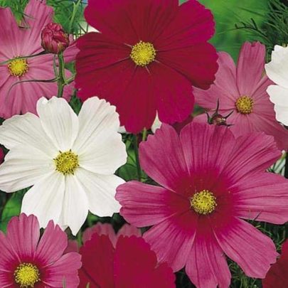 COSMEA SENSATION SEEDS