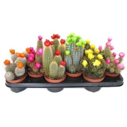 Cactus 10.5 pot