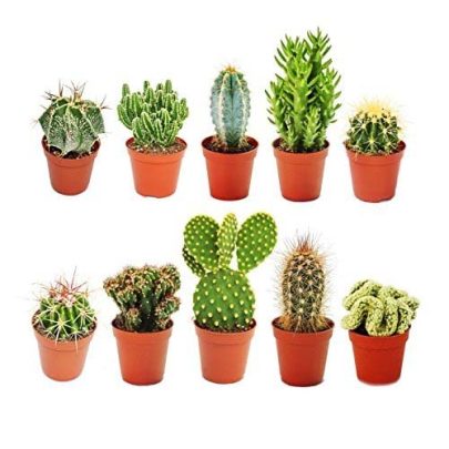 Cactus 5.5 pot