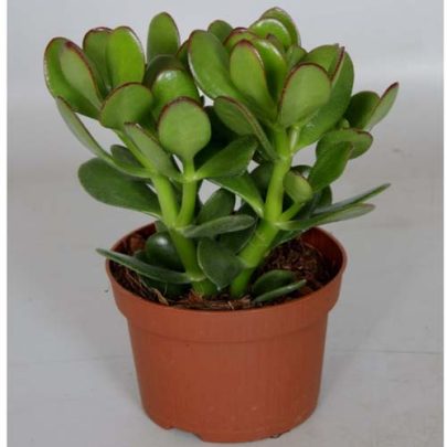 Crassula 10.5 pot