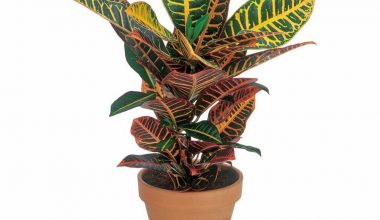 Croton Petra 30cm ht