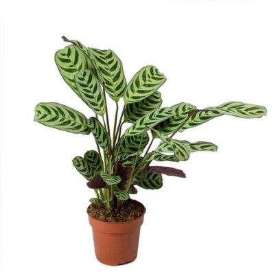 Ctenanthe burle 35cm