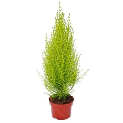 Cupressus gold crest 50 cm