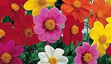 DALIA NANA DOPPIA SEEDS