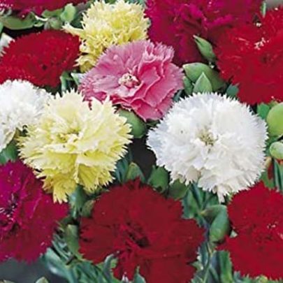 DOUBLE MIXED GIANT CARNATION SEEDS