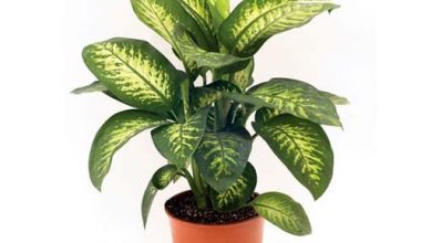 Dieffenbachia Meroba 80cm