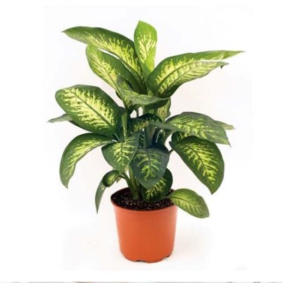 Dieffenbachia Meroba 80cm