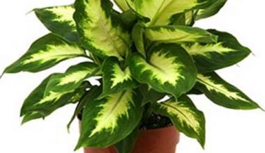 Dieffenbachia camilla 30cm ht