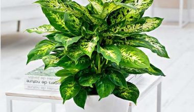 Dieffenbachia compacta 30cm