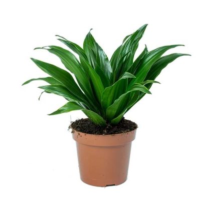 Dracaena Compacta head 25cm ht