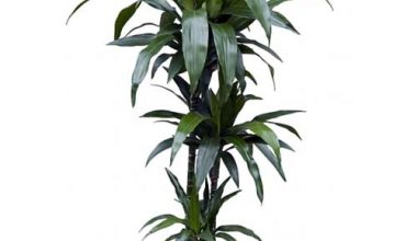 Dracaena Janet creig 3pp 150cm