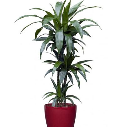 Dracaena Janet creig 3pp 150cm