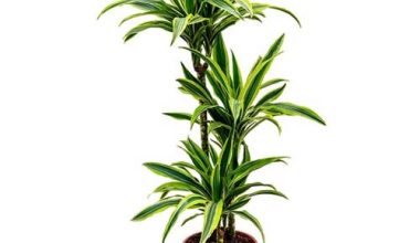 Dracaena Lemonlime 3pp 100cm ht